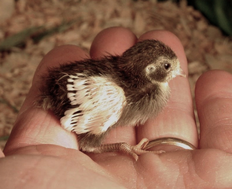 Button Quail Color Chart