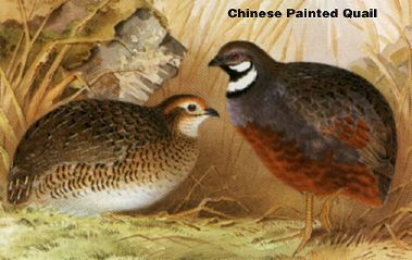 Button Quail Color Chart