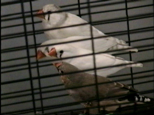 ZEBRA FINCH #1- CHESTNUT FLANKED WHITE- HATCH- 2023 FEMALE