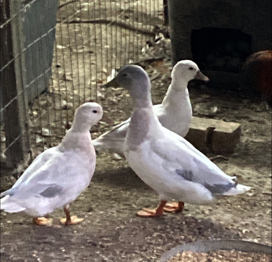 Silver Call Ducks