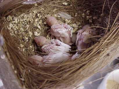  but once you start breeding Zebra Finches, you soon will have not two, 